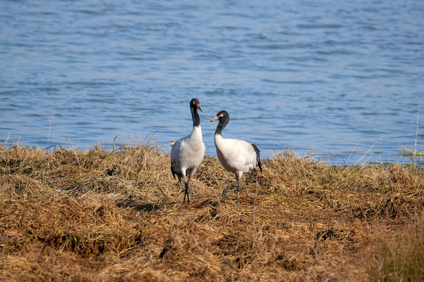 2026年1月12日，在威宁自治县锁黄仓国家湿地公园内拍摄到的黑颈鹤。陈逍摄