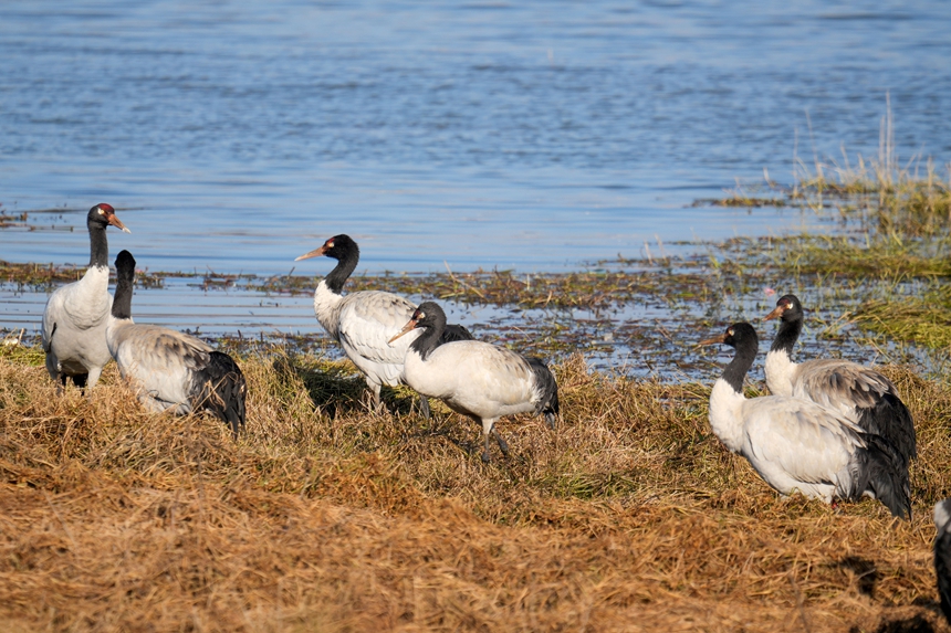 2026年1月12日，在威宁自治县锁黄仓国家湿地公园内拍摄到的黑颈鹤。陈逍摄