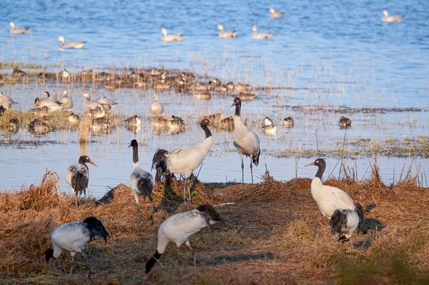 2026年1月12日，在威宁自治县锁黄仓国家湿地公园内拍摄到的黑颈鹤。陈逍摄
