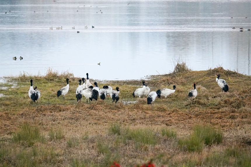 2026年1月12日傍晚时分，成群结队的黑颈鹤在威宁自治县锁黄仓国家湿地公园踱步。陈逍摄