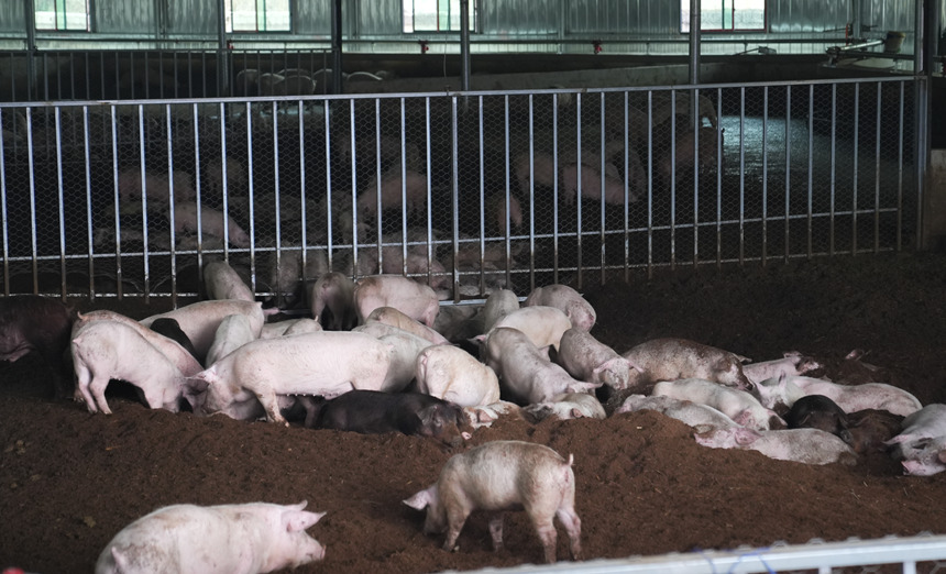 平壩最大熟食生豬養殖場投用。