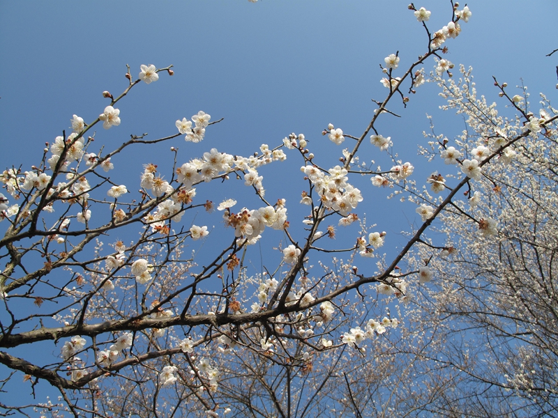 4 圖為荔波萬畝梅原梅花.jpg