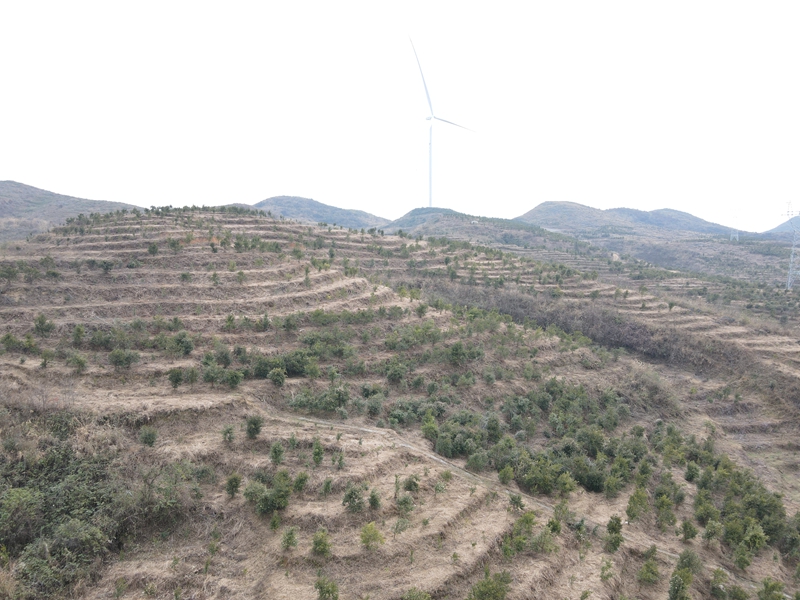 松桃甘龙镇：产业促增收 油茶管护忙。