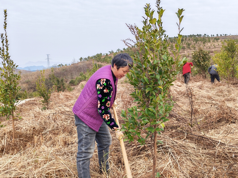 松桃甘龙镇：产业促增收 油茶管护忙。