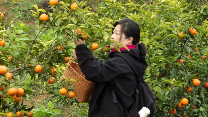 圖為游客體驗採摘。