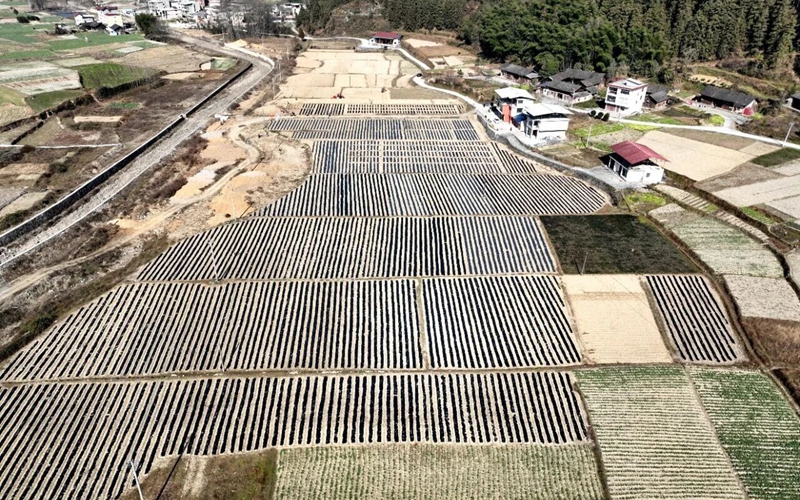 鬆桃烏羅鎮：機械化種植助推馬鈴薯產業提質增效。