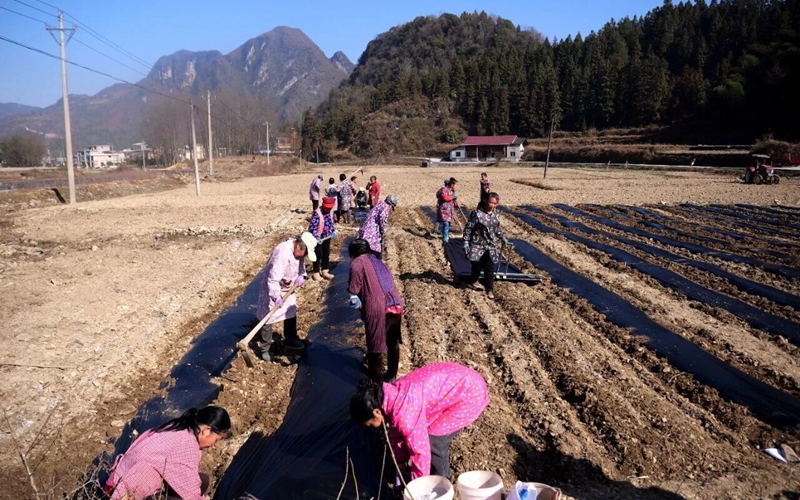 鬆桃烏羅鎮：機械化種植助推馬鈴薯產業提質增效。