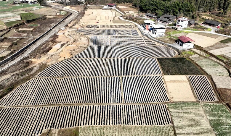 鬆桃烏羅鎮：機械化種植助推馬鈴薯產業提質增效