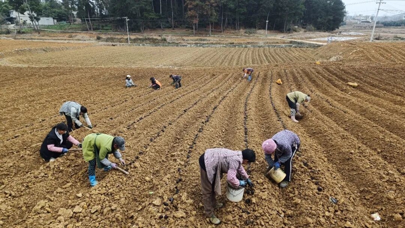 村民在基地务工。