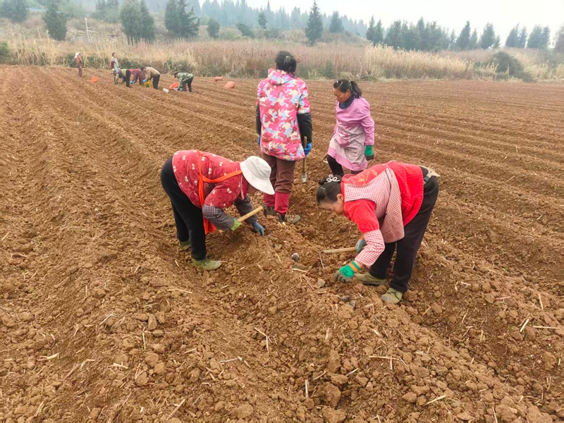 村民在基地务工。