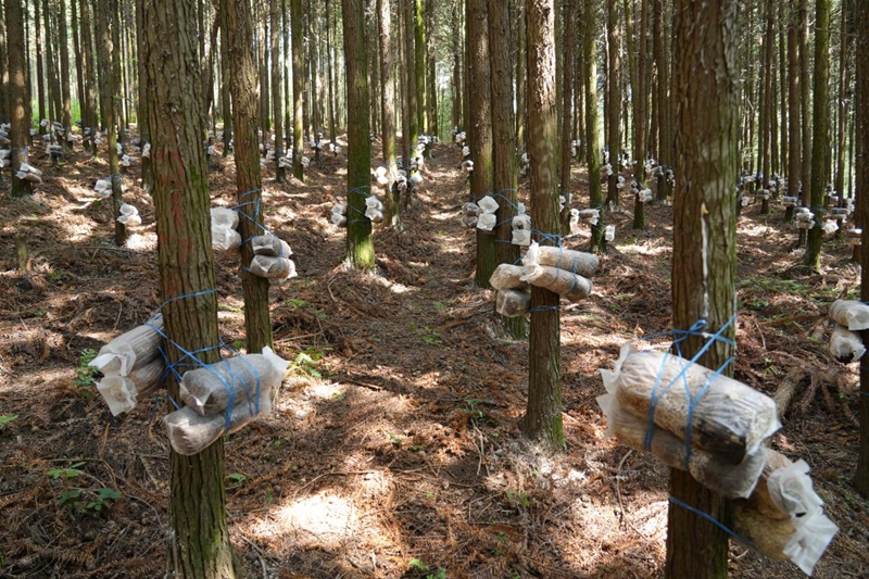 8.息烽縣南山國有林場黃背木耳種植基地
