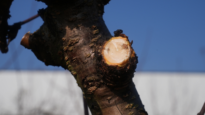 刚修剪的枝条（杨亚旭 摄）.JPG