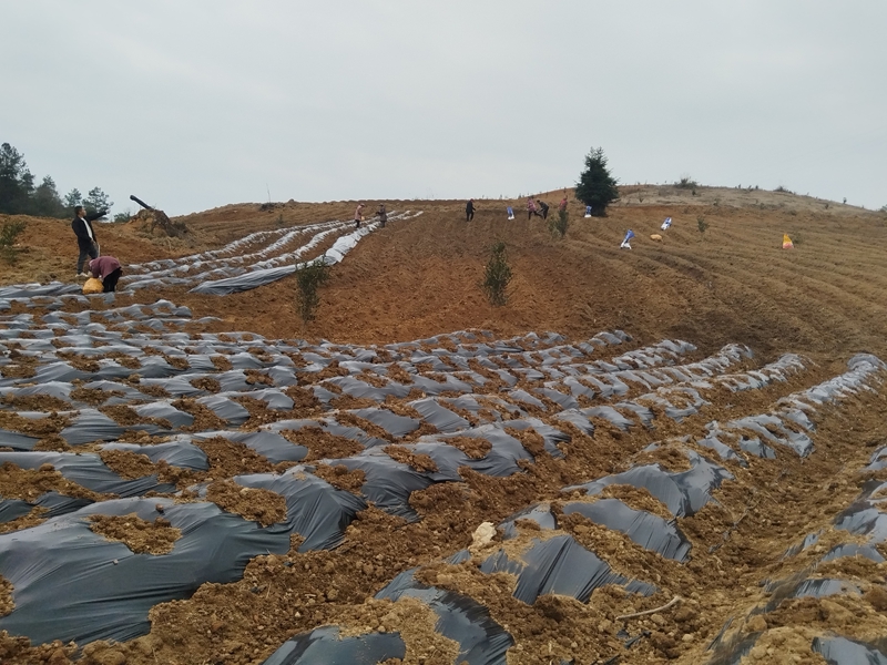 大地乡（王靖云 摄）1