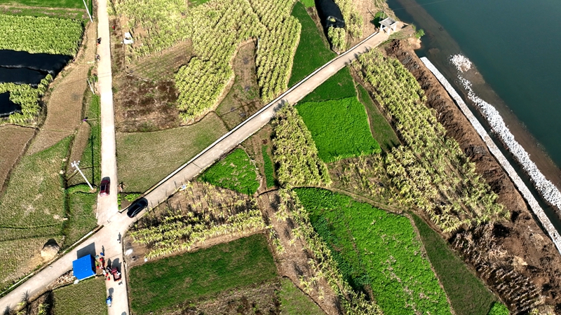 1 图为马场镇湾寨村甘蔗种植基地