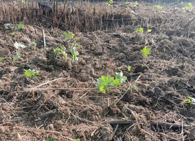 大通草种植。