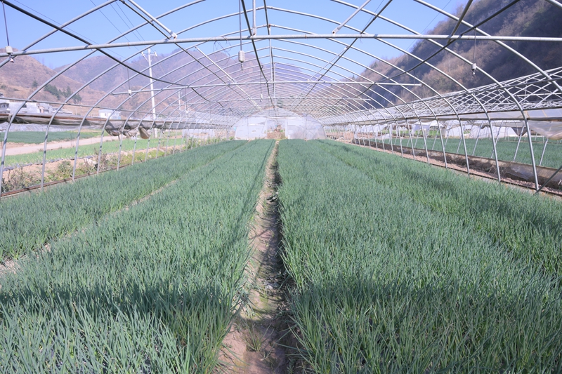 千溪乡法朗村的香葱种植基地 香葱长势喜人  王月 摄.JPG