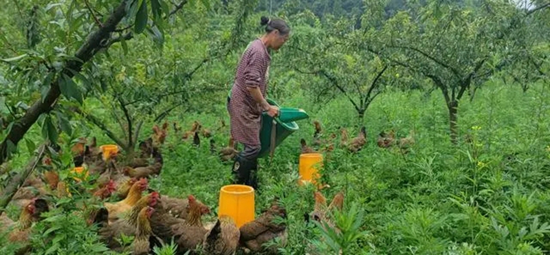 圖為：發展林下養雞產業