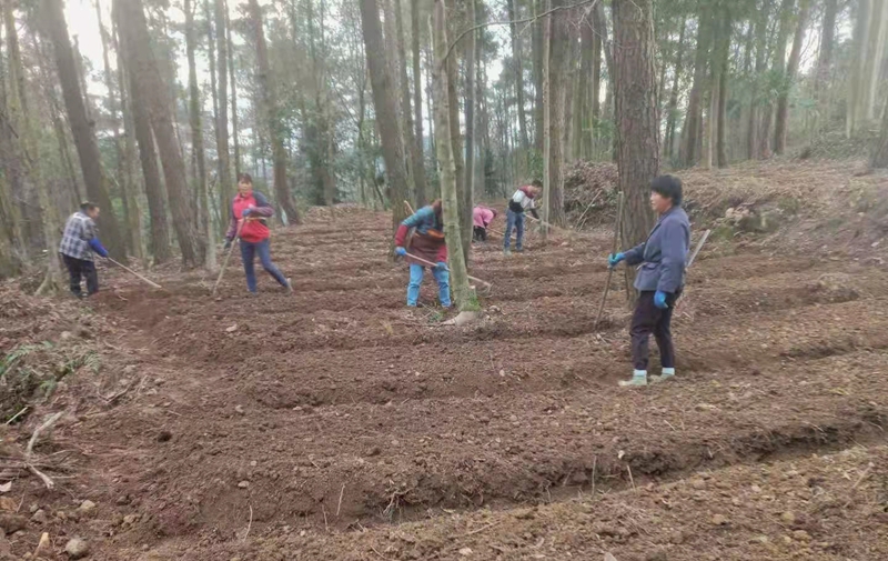 圖為：林下種植中藥財