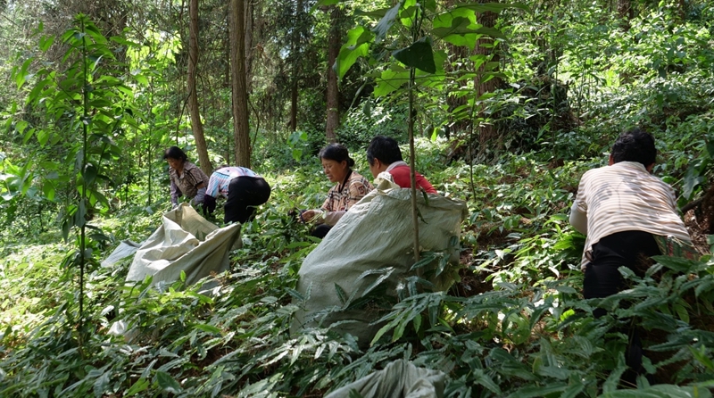 1 圖為村民在江口縣淫羊藿基地採收作業