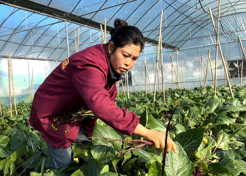 在久辉农场的蔬菜大棚里，村民任小容正在采摘新鲜的红菜苔。习水县融媒体中心供图