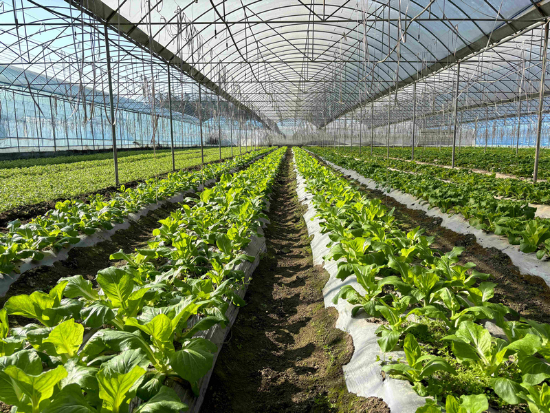 蔬菜大棚里连片种植的白菜苔。习水县融媒体中心供图