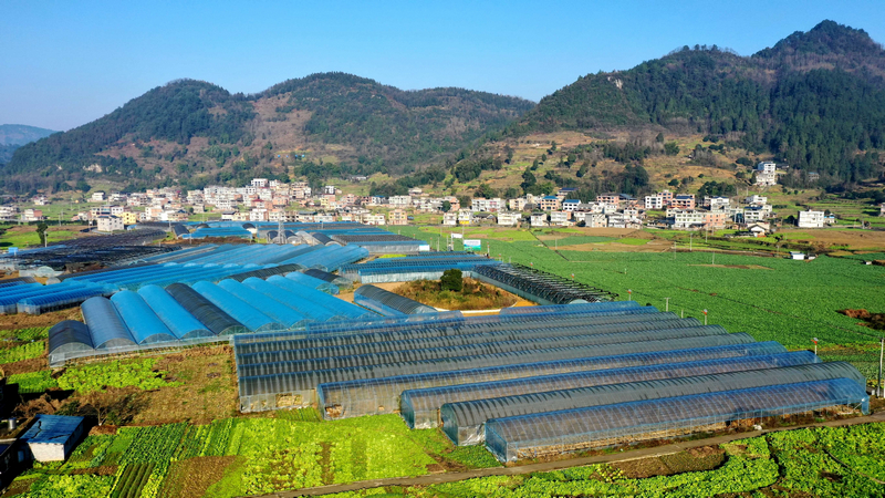 吼滩村蔬菜基地里，成片大棚整齐排列，棚内绿意盎然。习水县融媒体中心供图