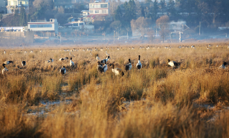 黑頸鶴在草海溫家屯棲息地覓食休息。
