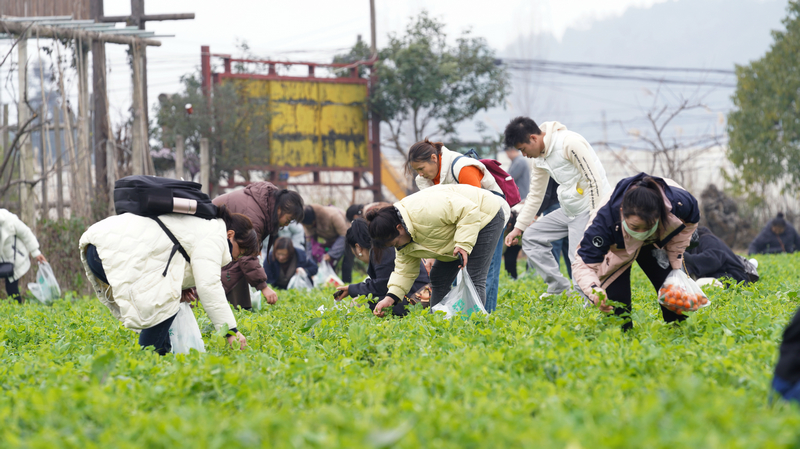 游客体验采摘豌豆尖。