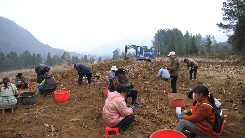 千亩芭蕉芋喜获丰收 拓宽群众富”芋“路。
