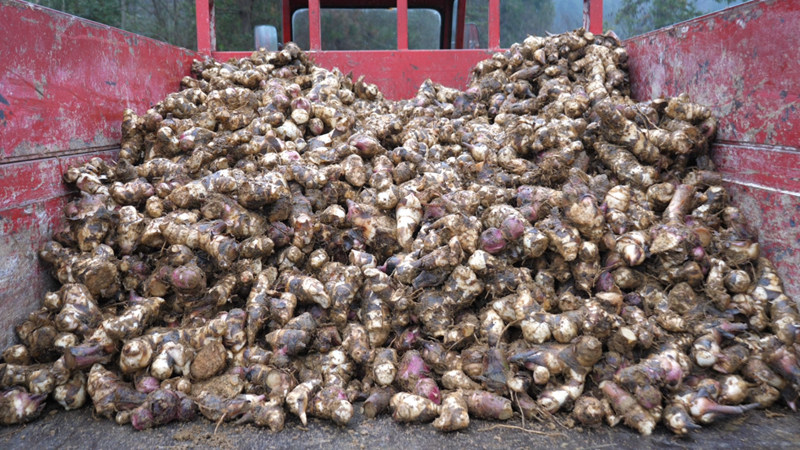 千亩芭蕉芋喜获丰收 拓宽群众富”芋“路。