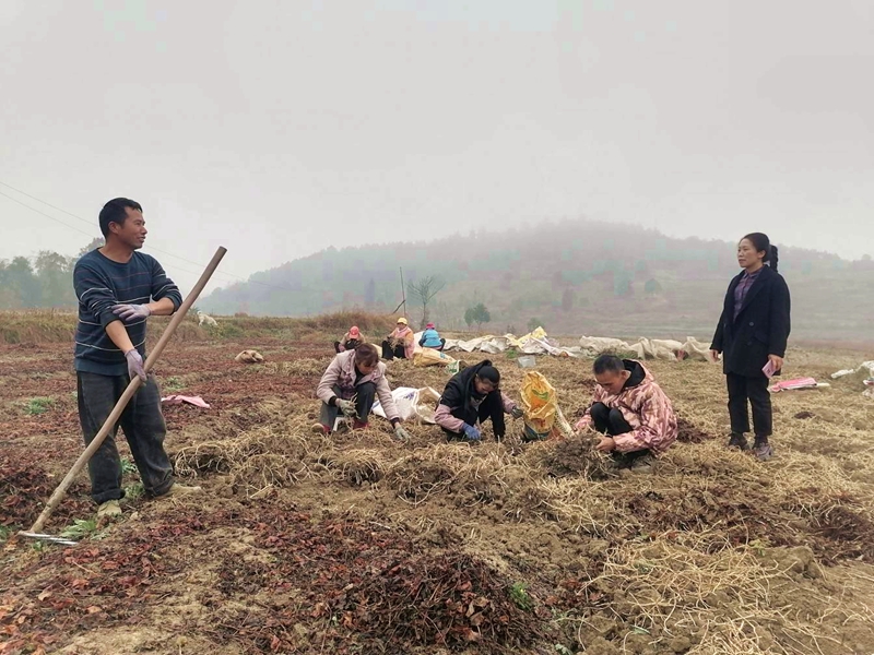 一把折耳根種出幸福路。