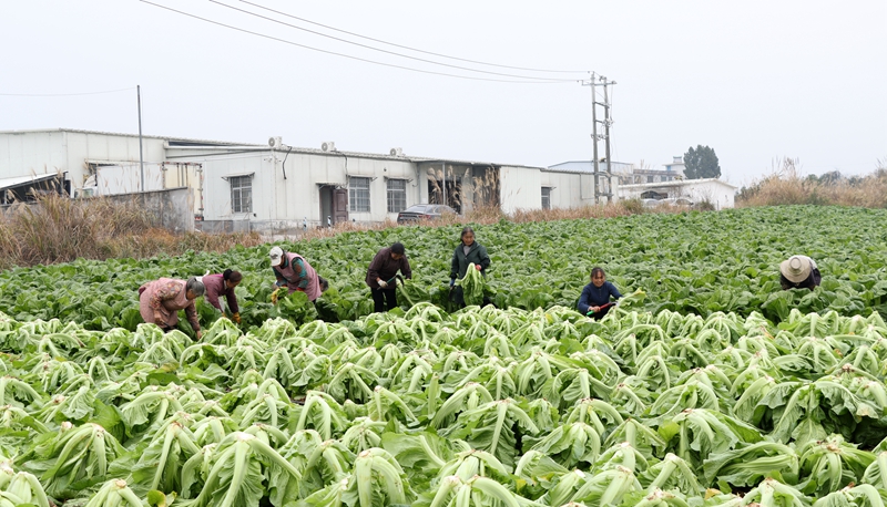 獨山陽地村2000余畝青菜喜獲豐收。