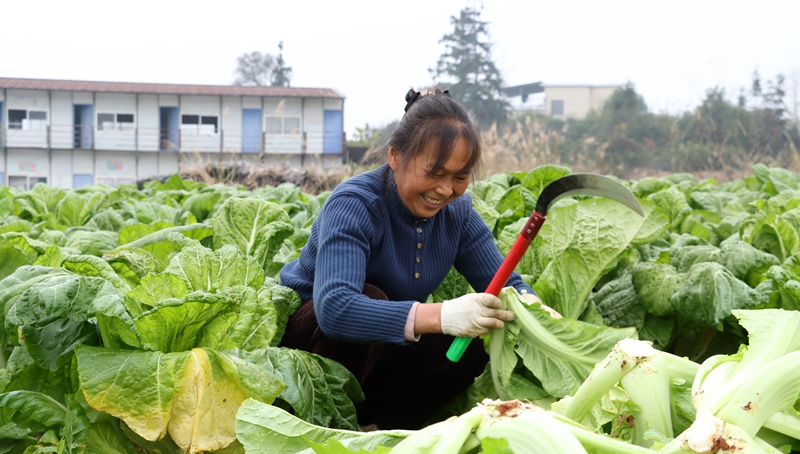獨山陽地村2000余畝青菜喜獲豐收。