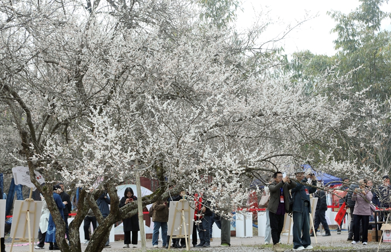 4 图为1月18日，游客在荔波万亩梅原游玩。戴友维 摄.JPG