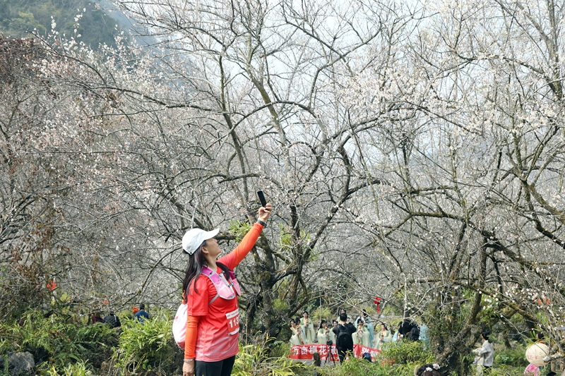 5 图为1月18日，游客在荔波万亩梅原游玩。戴友维 摄.JPG