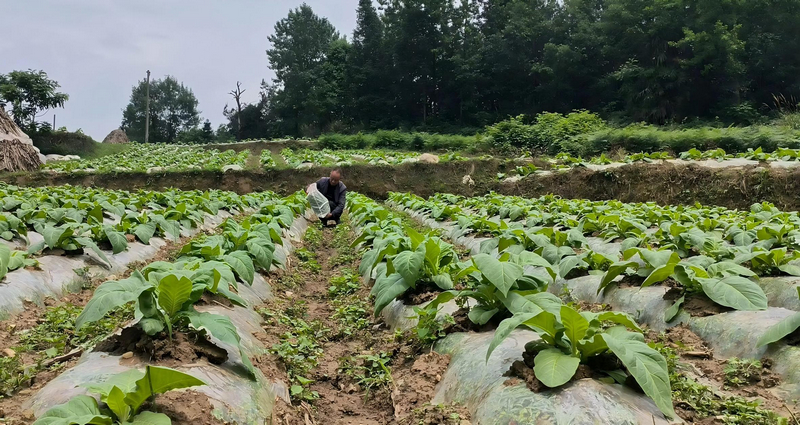 胡晟在田間釋放蠋蝽。