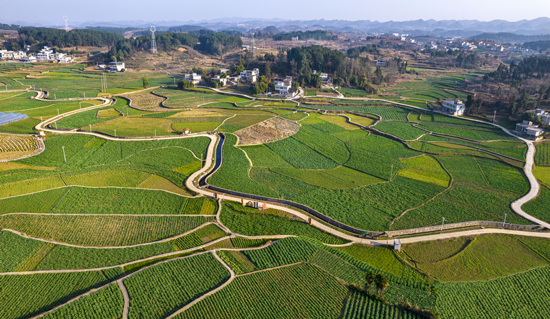 2026年1月18日拍摄的贵州省黔西市金碧镇铧口寨社区油菜田园冬景（无人机照片）。