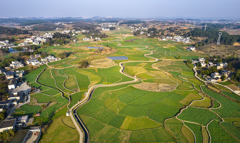 2026年1月18日拍摄的贵州省黔西市金碧镇铧口寨社区油菜田园冬景（无人机照片）。