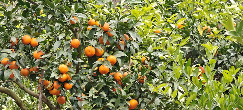 挂在枝头的诱人场景。