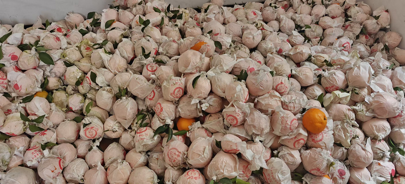 果农采摘后堆放的橘子。