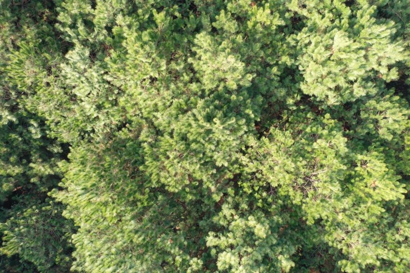 3、都溪林场四季常青的松树。