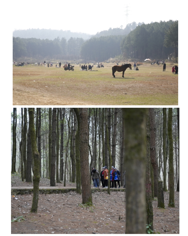 4、都溪林场内踏青的游客。