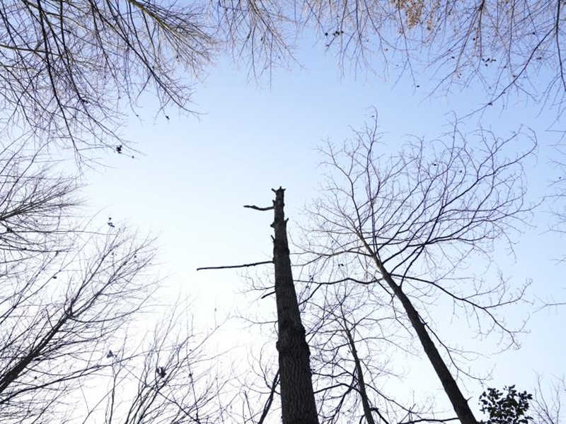 5、都溪林场内树影.