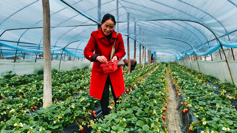 游客在草莓採摘園裡享受草莓採摘樂趣。