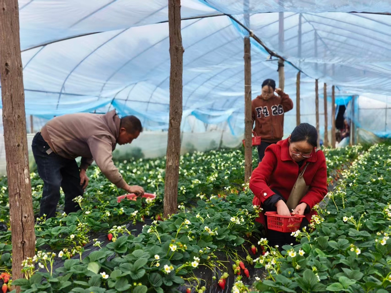 游客在草莓採摘園裡享受草莓採摘樂趣。