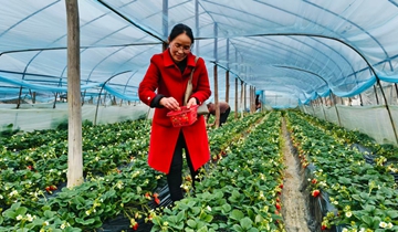 鬆桃盤塘村：草莓映紅致富路一顆顆紅艷欲滴的草莓猶如精致的紅寶石，散發著誘人的甜蜜香氣。游客們的歡聲笑語與農戶忙碌的身影交織，勾勒出一幅產業興、鄉村美、農民富的生動畫卷……