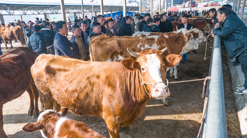 赫章縣鬆林坡鄉倮柱牲畜交易市場人頭攢動、畜群涌動  謝永奇 攝