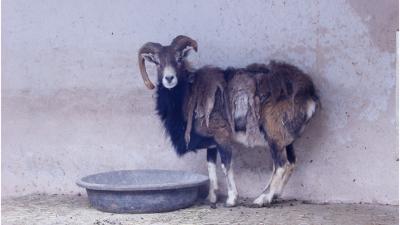 凱裡市動物園正在採取防寒保暖措施。