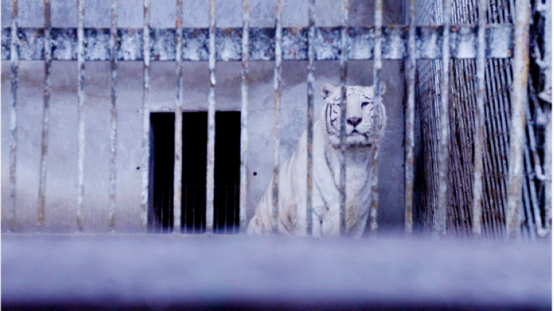 凱裡市動物園正在採取防寒保暖措施。