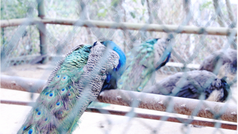 凱裡市動物園正在採取防寒保暖措施。